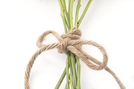 white rose isolated on white backgroundの写真素材