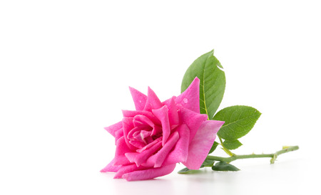 pink rose on white backgroundの写真素材