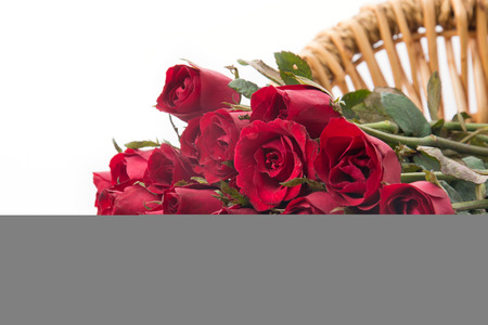 red rose isolated on white backgroundの写真素材