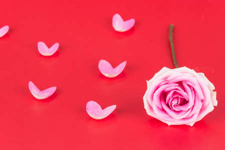 pink and white rose on red backgroundの写真素材