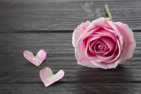 white and pink rose on wood backgroundの写真素材