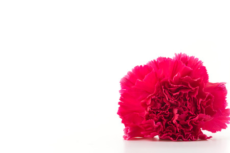 red carnations flower on white backgroundの写真素材