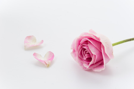 white and pink rose on white backgroundの写真素材