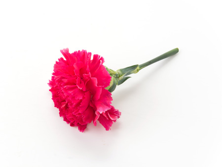 red carnations flower on white backgroundの写真素材