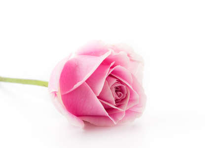 white and pink rose isolated on white backgroundの写真素材