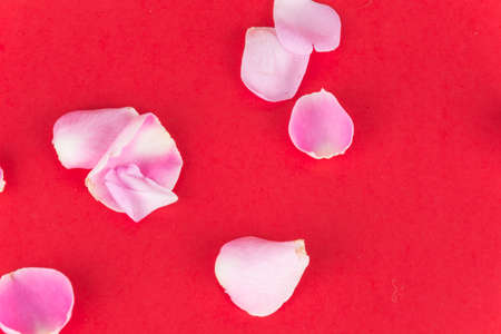 pink and white rose petal on red backgroundの写真素材