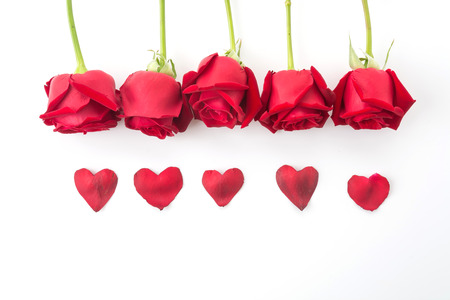 red rose isolated on white backgroundの写真素材