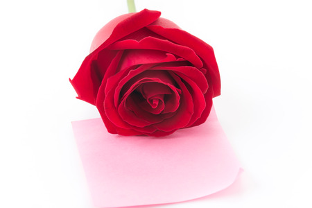red rose with pink paper noteの写真素材