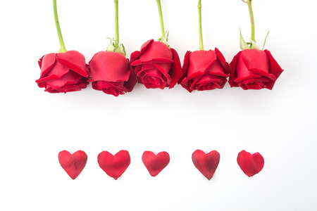 red rose isolated on white backgroundの写真素材