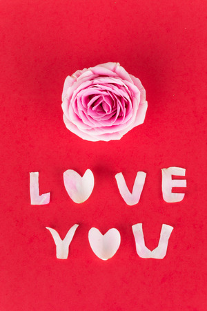 pink and white rose on red backgroundの写真素材