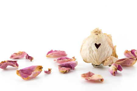 heart on dry pink and white roseの写真素材