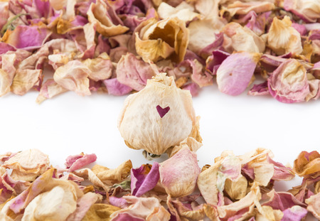 heart on dry pink and white roseの写真素材