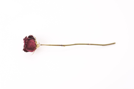 dry red rose on whiteの写真素材