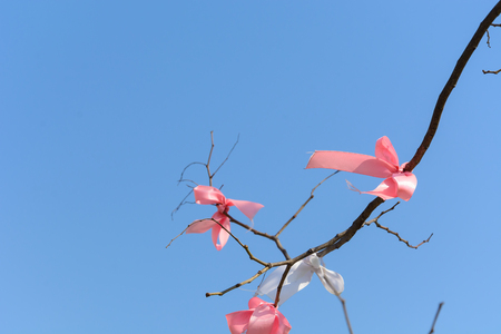ribbon on tree with clear blue sky