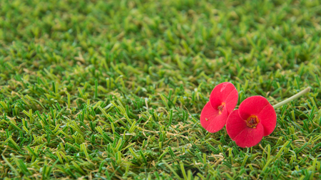 Red Crown of Thorns Flower on green grass turfの写真素材