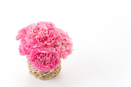 pink carnations flower on white backgroundの写真素材
