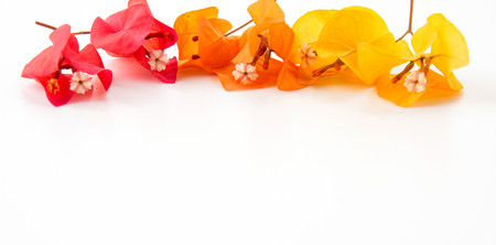 Colorful Bougainvilleas on white backgroundの写真素材