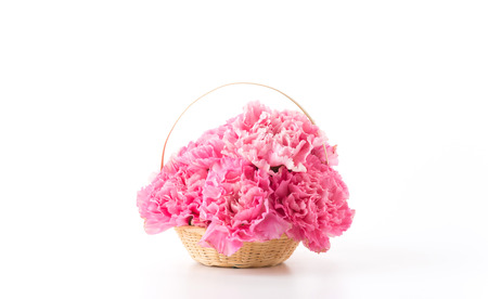 pink carnations flower on white backgroundの写真素材