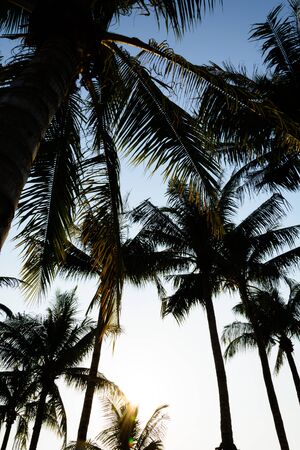 silhouette coconut trees with sunsetの写真素材