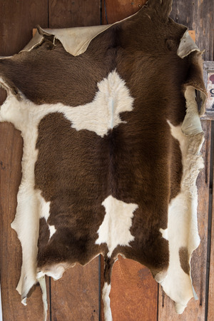 vellum or calfskinの写真素材