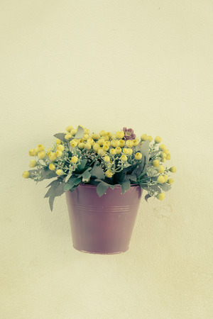 pot flower on white wallの写真素材