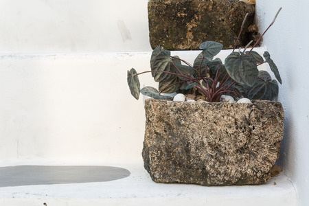 pot flower on white wallの写真素材