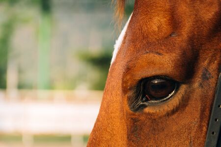 horse eye - soft focus with film filterの写真素材