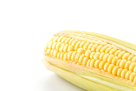 fresh corn on  white backgroundの写真素材