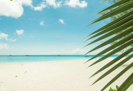 blue sky with beach sea and leaf - film filterの写真素材