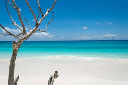 blue sky with beach sea and branceの写真素材