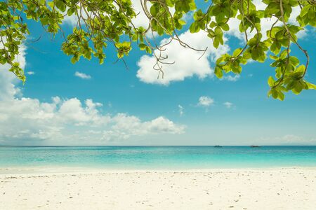 blue sky with beach sea and leaf - film filterの写真素材