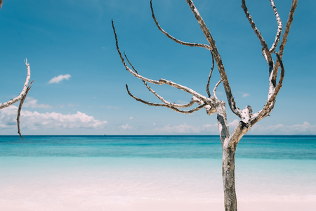 blue sky with beach sea and brance - vintage film filterの写真素材
