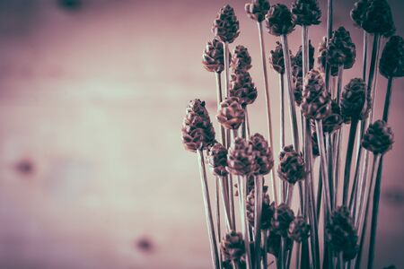dry grass flower on wood background - soft focus with vintage film filterの写真素材