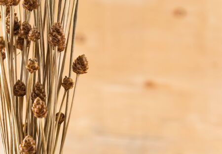dry grass flower on wood backgroundの写真素材