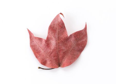 red leaf on white backgroundの写真素材
