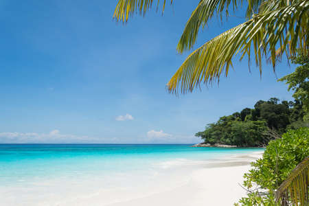 blue sky with beach sea and leafの写真素材