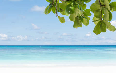 blue sky with beach sea and leafの写真素材