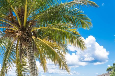 Green palm tree on blue skyの写真素材