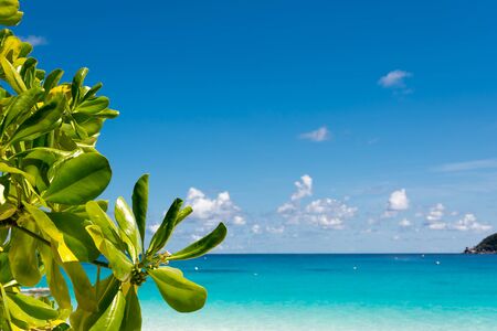 blue sky with beach sea and leafの写真素材