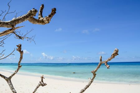 blue sky with beach sea and branceの写真素材