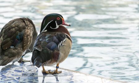 mandarin duck in the poolの写真素材