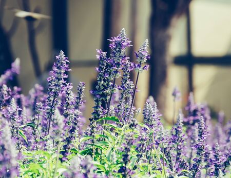 statice flower in the darden - soft focus with vintage filter