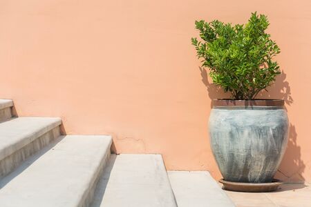 tree in pot on wallの写真素材