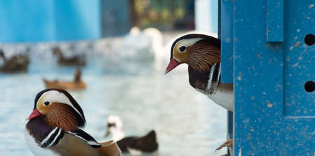 mandarin ducksの写真素材