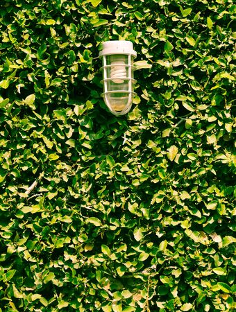 lamp with green leaf backgroundの写真素材