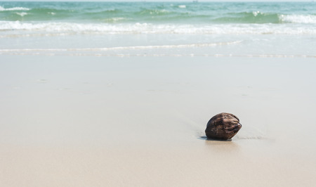 dry coconut on the beachの写真素材