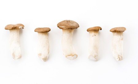 fresh mushrooms on white backgroundの写真素材