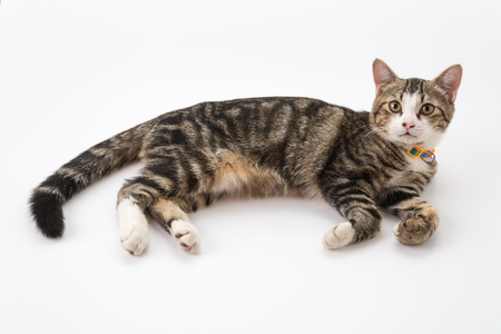 grey cat on white backgroundの写真素材