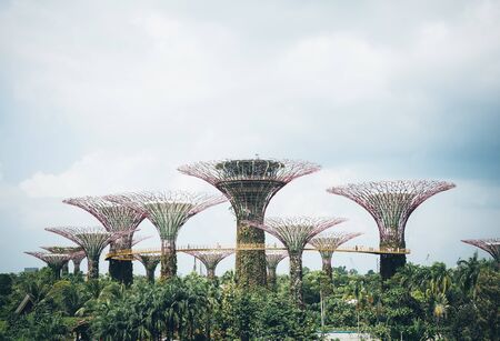 supertree grove in garden by the bay - singapore.(with film filter effect)のeditorial素材