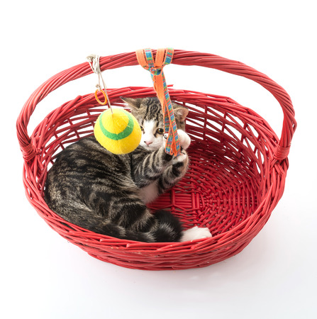 cat in red basket on white backgroundの写真素材